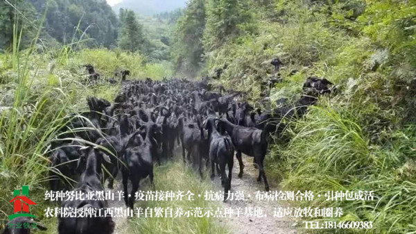 大業(yè)黑山羊適應(yīng)放牧和圈養(yǎng)