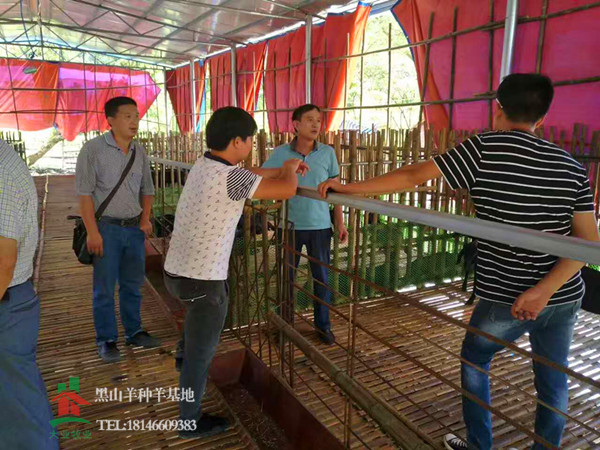 黑山羊養(yǎng)殖場建設(shè)